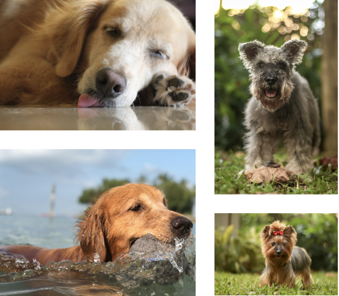 Screenshot 2020-06-13 at 12.39.19 PM